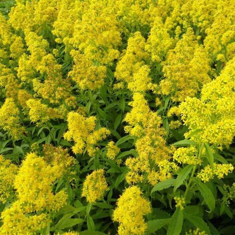 Solidago hybride Ducky - Verge d'or (Floraison)