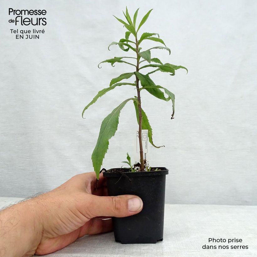Example of Solidago hybride Ducky - Verge d'or as you get in ete