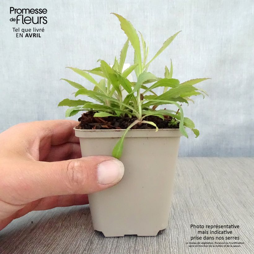 Spécimen de Solidago hybride Ducky - Verge d'or Godet de 9cm tel que livré au printemps