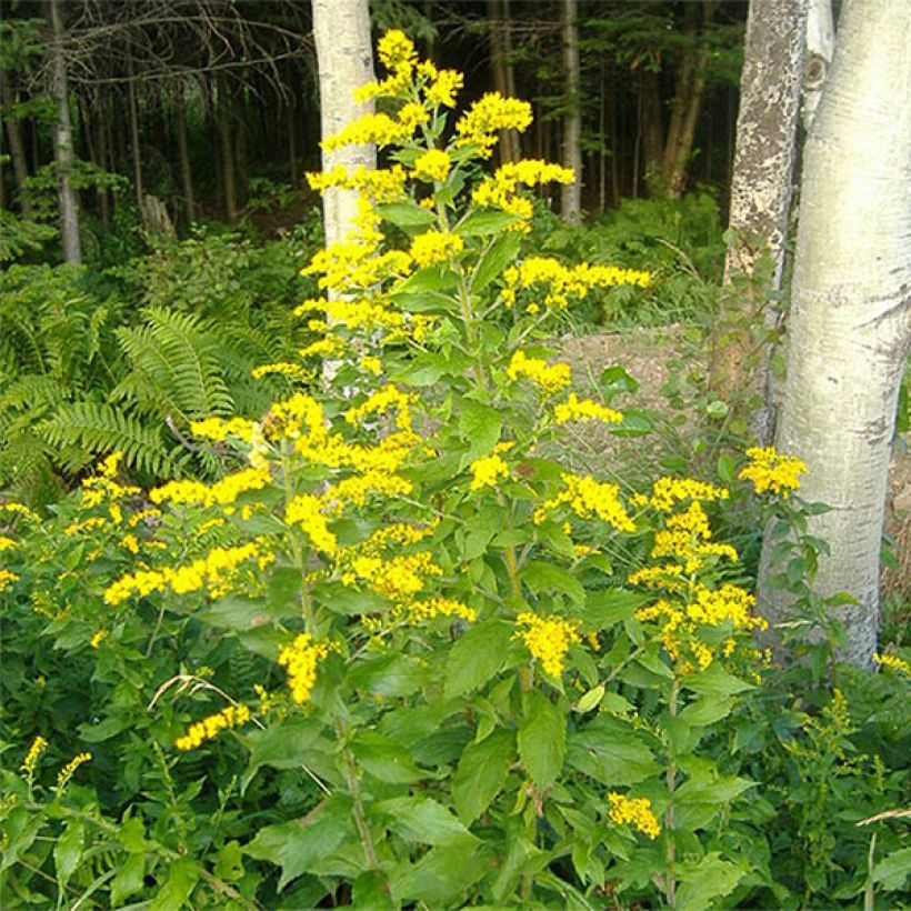 Solidago rugosa - Verge d'or rugueuse (Floraison)