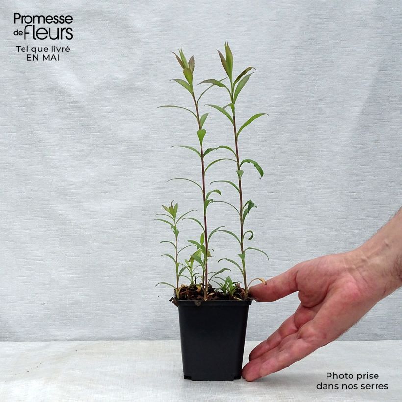 Spécimen de Solidago rugosa Fireworks - Verge d'or Godet de 9cm tel que livré au printemps