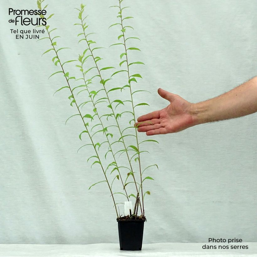 Spécimen de Solidago rugosa - Verge d'or rugueuse Godet de 8/9 cm tel que livré en été