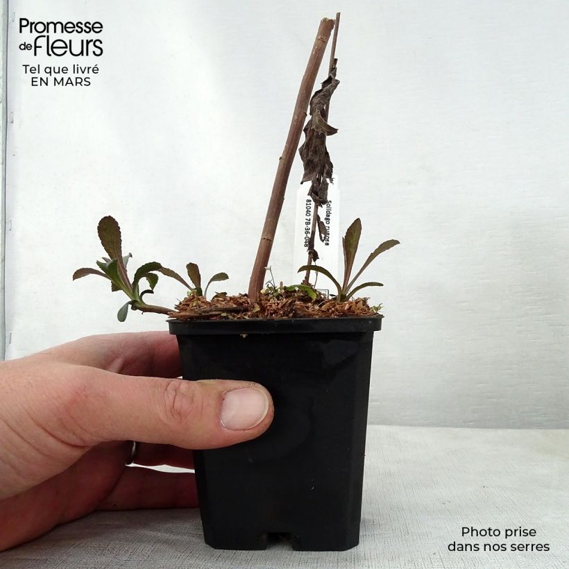 Spécimen de Solidago rugosa - Verge d'or rugueuse Godet de 9cm tel que livré au printemps