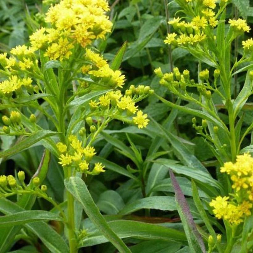 Solidago sempervirens Goldene Wellen - Verge d'or Goldene Wellen (Feuillage)