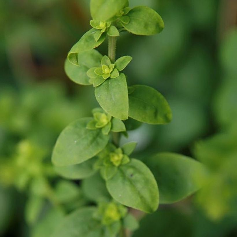 Verge d'or naine Golden Fleece - Solidago sphacelata Golden Fleece (Feuillage)