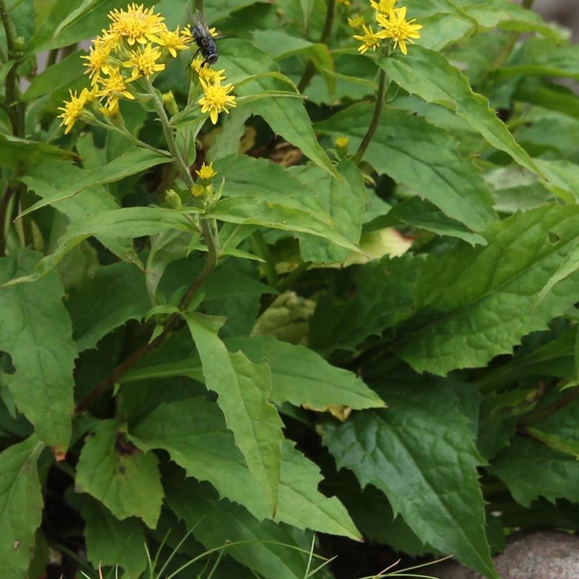 Solidago virgaurea - Baguette d'Aaron - Verge d'or (Feuillage)