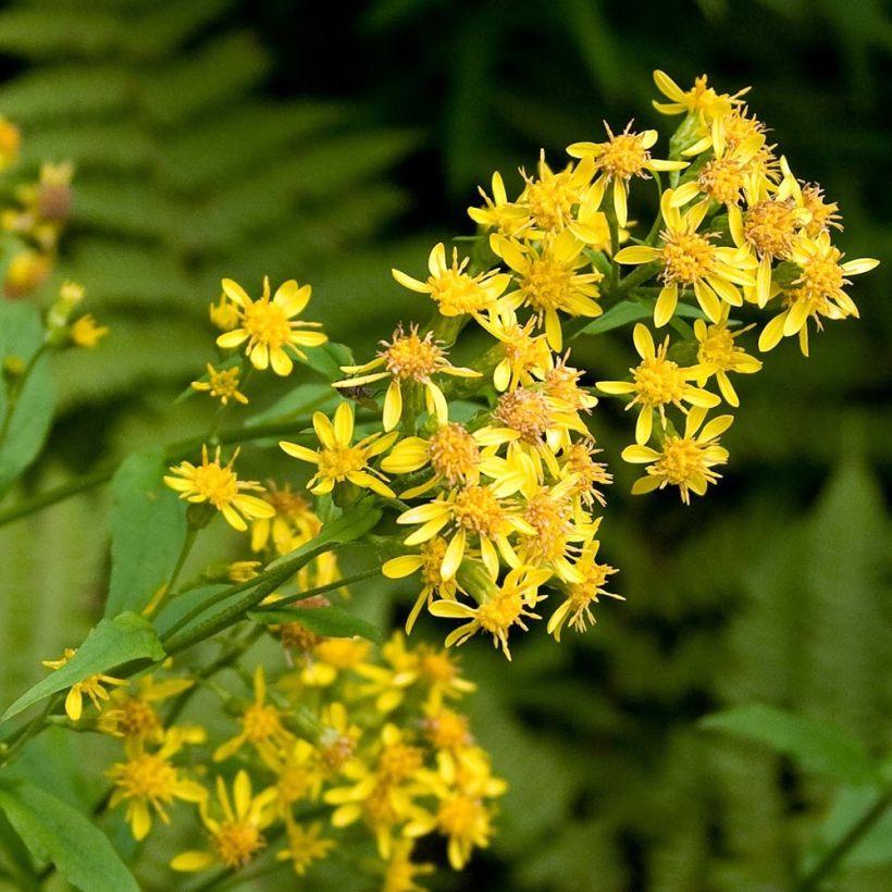 Solidago virgaurea - Baguette d'Aaron - Verge d'or (Floraison)