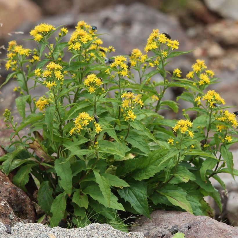 Solidago virgaurea - Baguette d'Aaron - Verge d'or (Port)