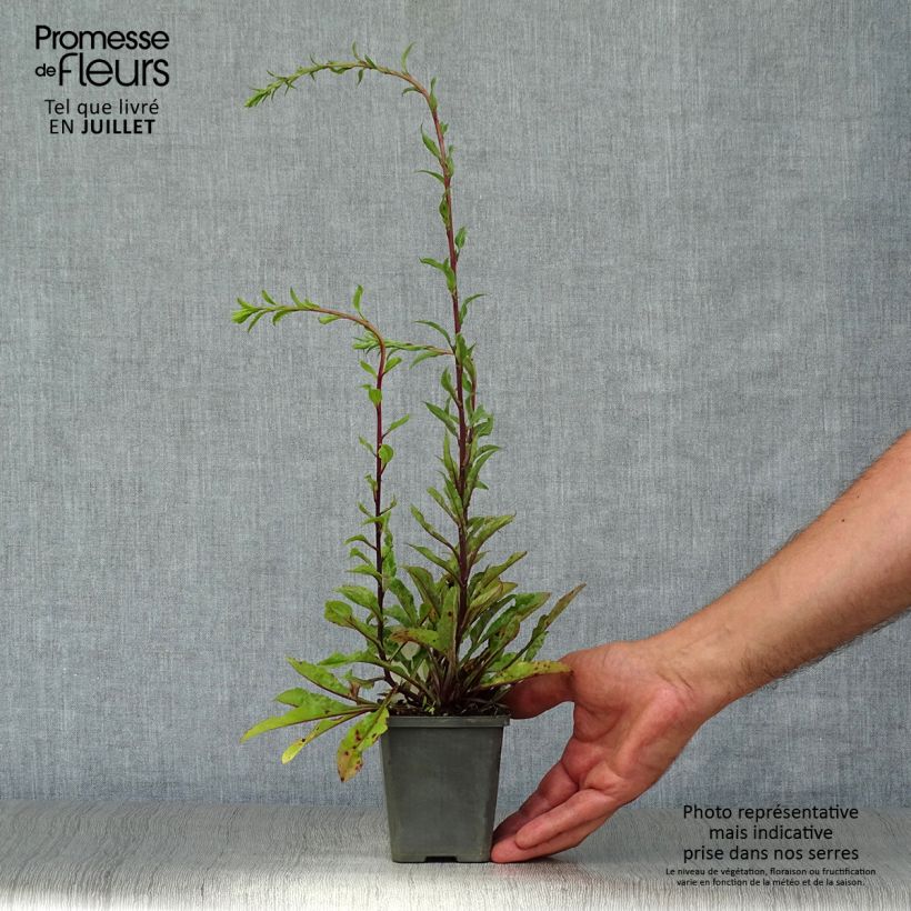 Spécimen de Solidago virgaurea - Baguette d'Aaron - Verge d'or Godet de 8/9 cm tel que livré en été
