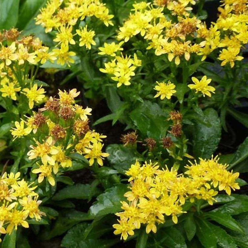 Solidago virgaurea ssp Minuta var. Minutissima - Baguette d'Aaron - Verge d'or (Floraison)