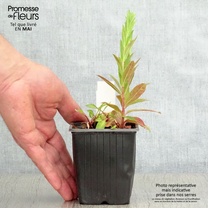 Spécimen de Solidago virgaurea ssp Minuta var. Minutissima - Baguette d'Aaron - Verge d'or Godet de 8/9 cm tel que livré au printemps