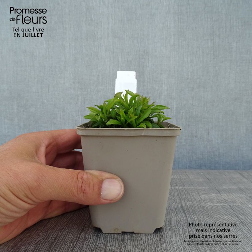 Spécimen de Solidago virgaurea ssp Minuta var. Minutissima - Baguette d'Aaron - Verge d'or Godet de 8/9 cm tel que livré en été