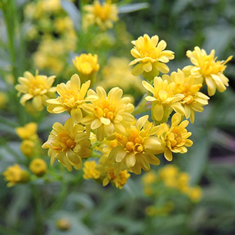 Solidaster luteus Lemore (Floraison)