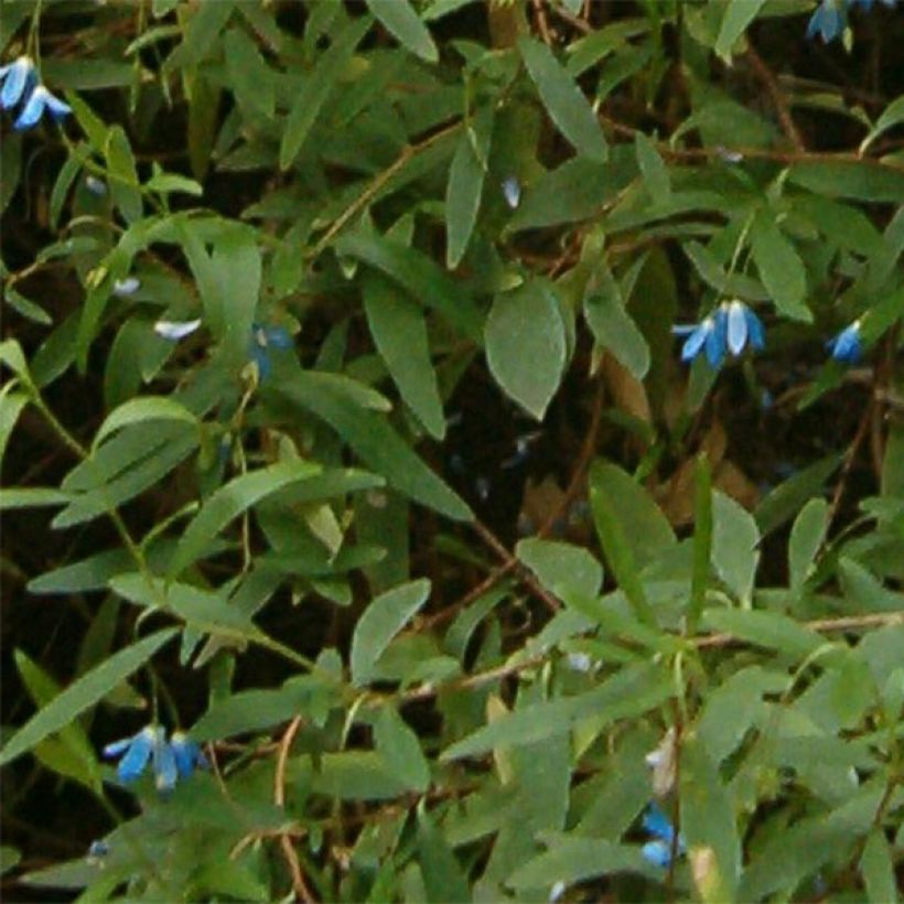 Sollya heterophylla (Feuillage)
