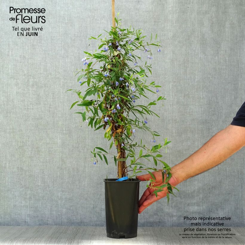 Spécimen de Sollya heterophylla Pot de 3L/4L tel que livré en été