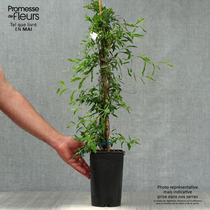 Spécimen de Sollya heterophylla Pot de 3L tel que livré au printemps