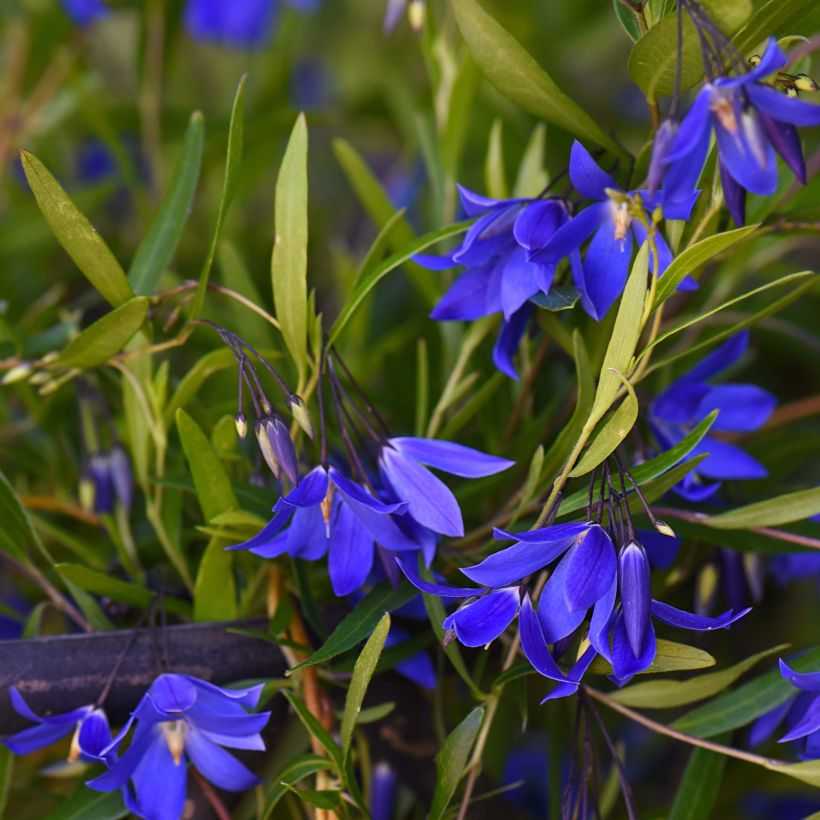 Sollya heterophylla Ultra Blue (Floraison)