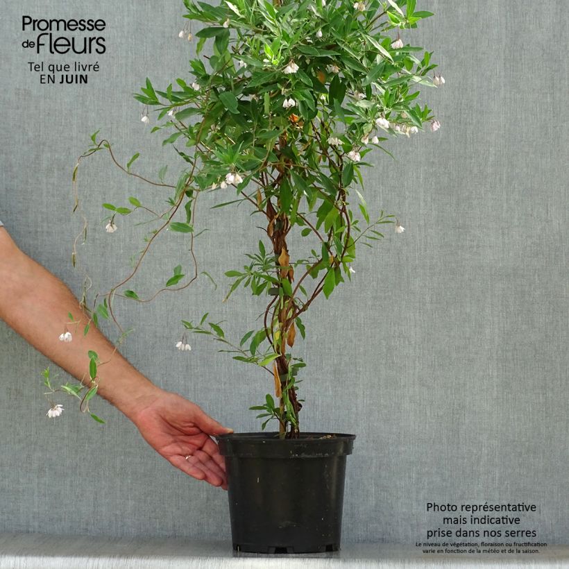 Spécimen de Sollya heterophylla Ultra Blue Pot de 4L/5L tel que livré en été