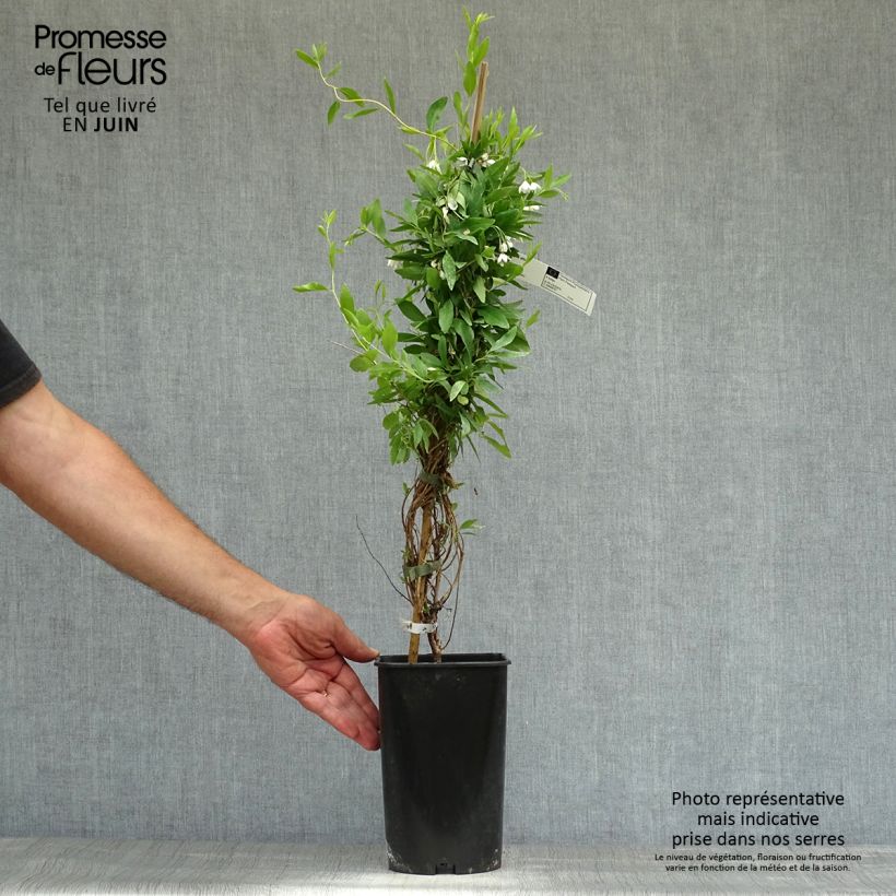 Spécimen de Sollya heterophylla blanc Alba Pot de 3L/4L tel que livré en été