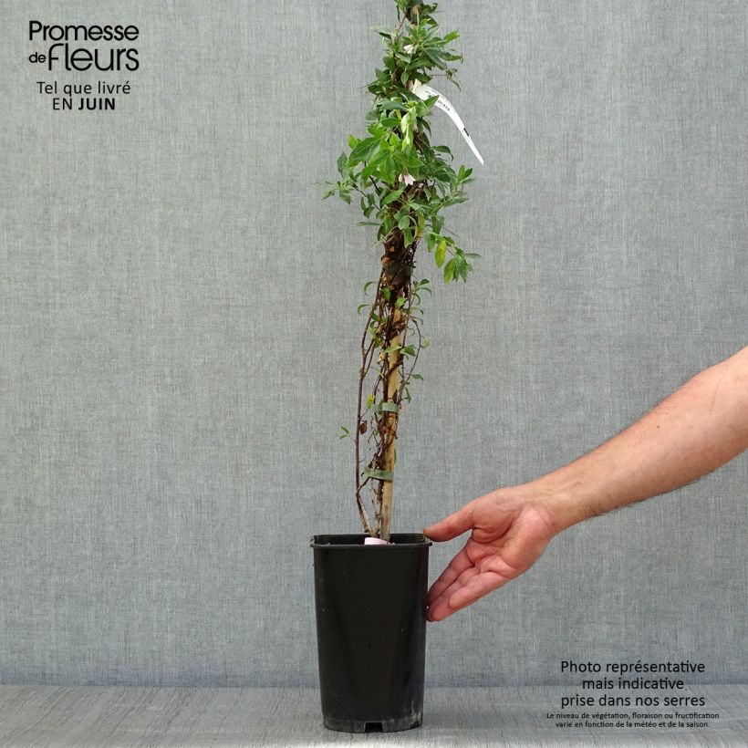 Spécimen de Sollya heterophylla Rosea Pot de 3L/4L tel que livré en été