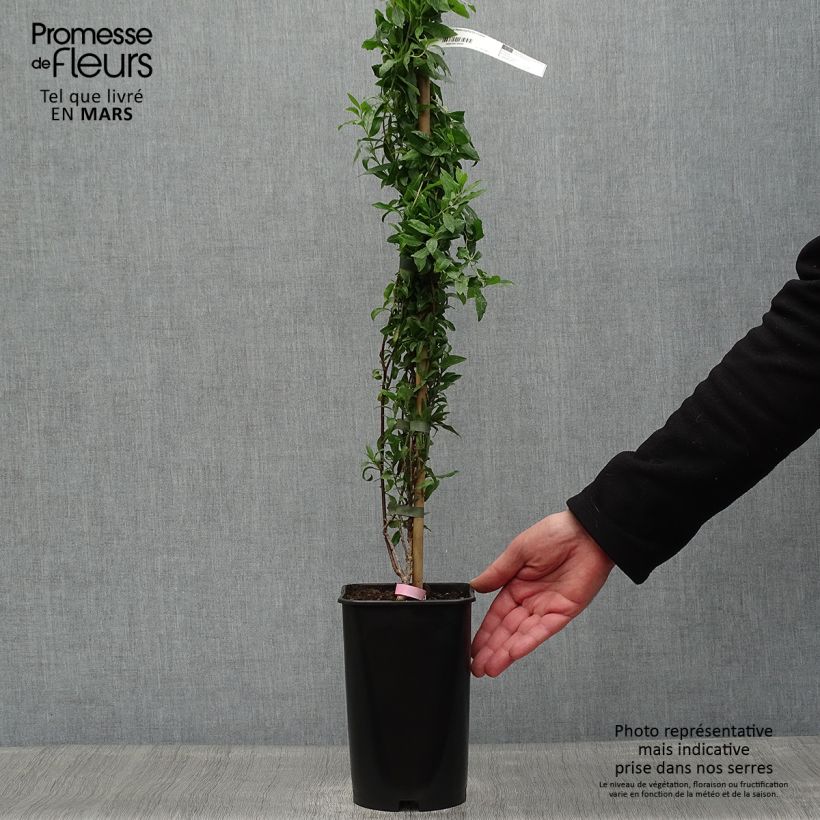 Spécimen de Sollya heterophylla Rosea Pot de 3L/4LHauteur livrée env. 60/70cm tel que livré au printemps