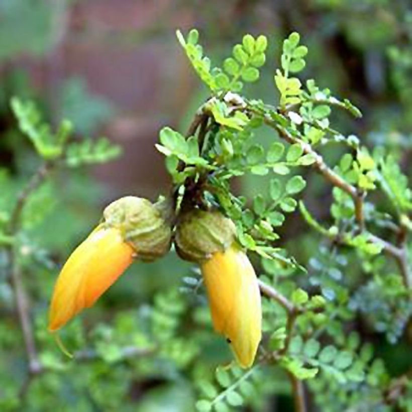 Sophora nain Little Baby (Floraison)