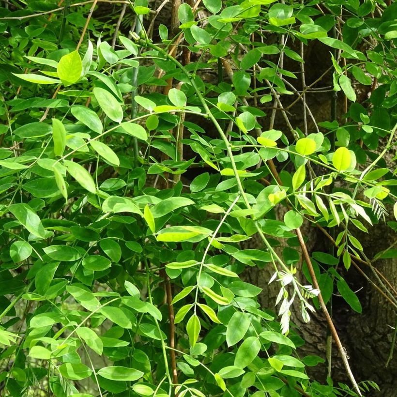 Arbre des pagodes - Sophora japonica (Feuillage)