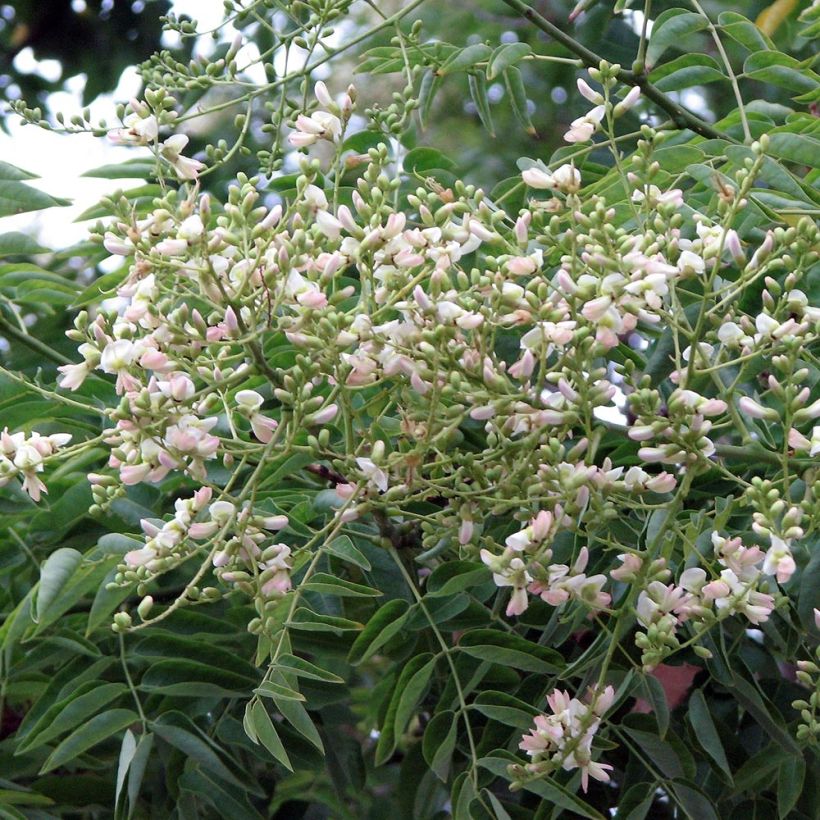 Arbre des pagodes - Sophora japonica (Floraison)