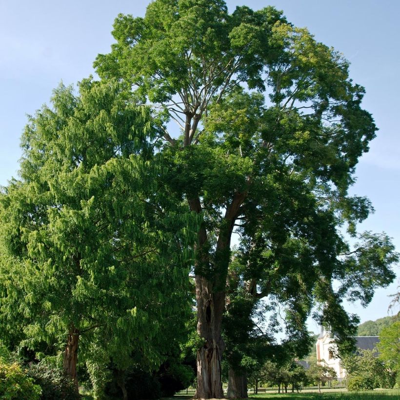 Arbre des pagodes - Sophora japonica (Port)