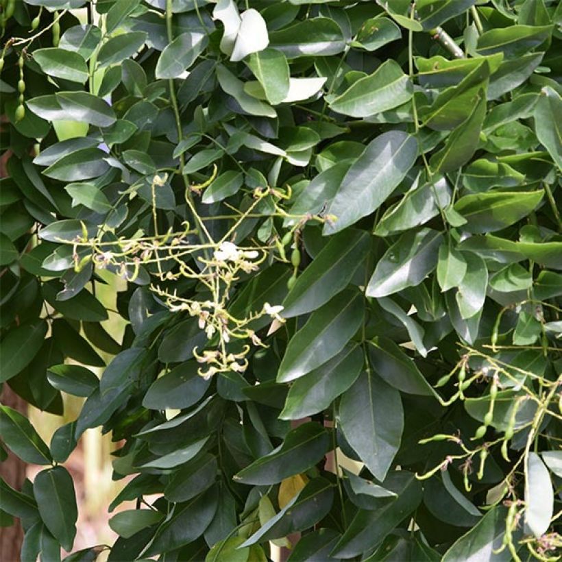 Pagode japonaise - Sophora japonica Pendula (Feuillage)