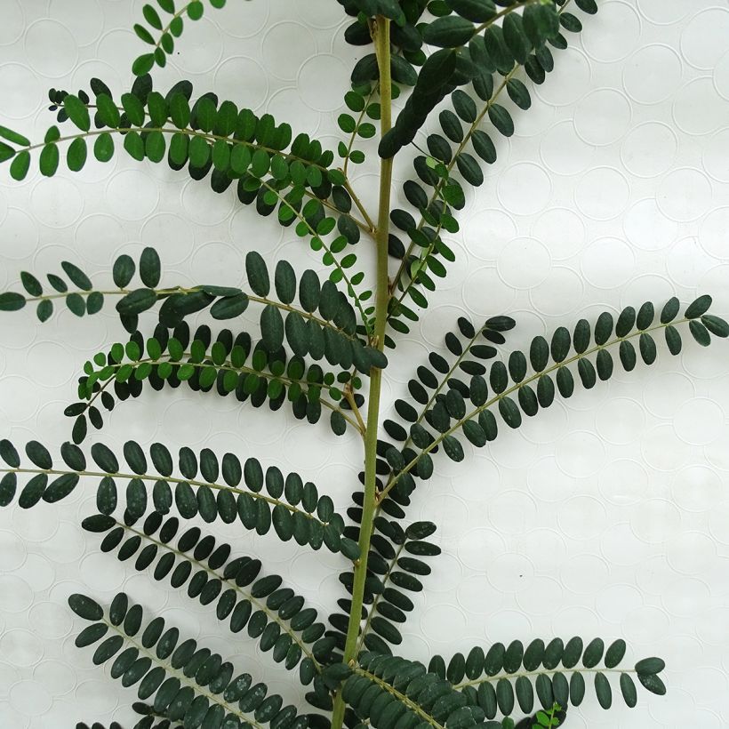 Sophora microphylla Sun King (Feuillage)