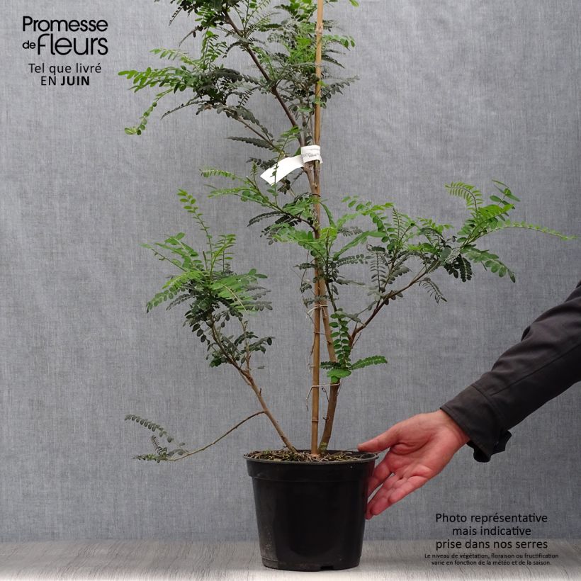 Spécimen de Sophora microphylla Sun King Pot de 2L/3L tel que livré en été