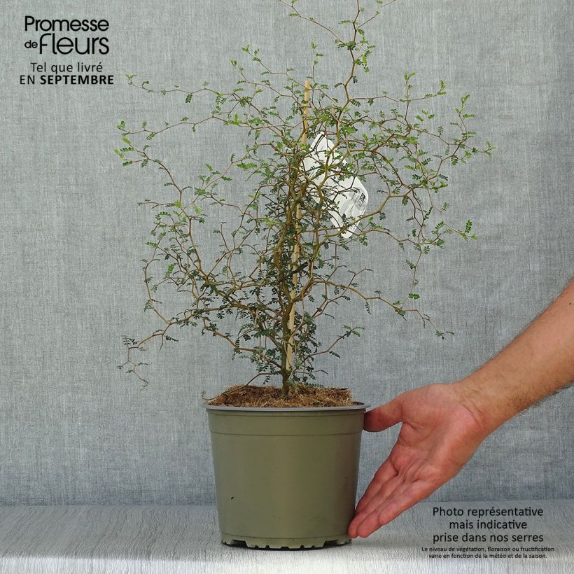 Spécimen de Sophora nain Little Baby en pot de 1,5//2L tel que livré en automne