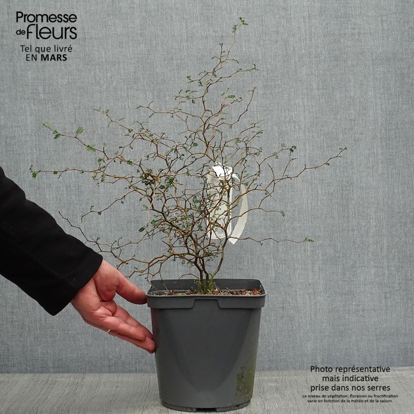 Spécimen de Sophora nain Little Baby en pot de 3/4L tel que livré au printemps