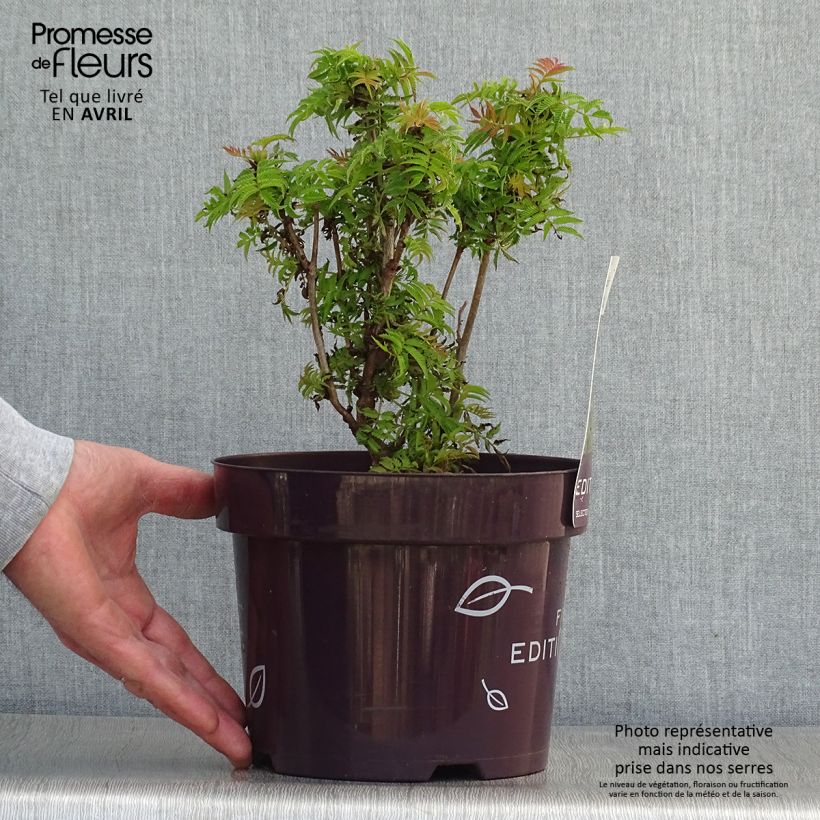 Spécimen de Sorbaria sorbifolia Matcha Ball - Fausse spirée à feuilles de sorbier Pot de 2L/3L tel que livré au printemps