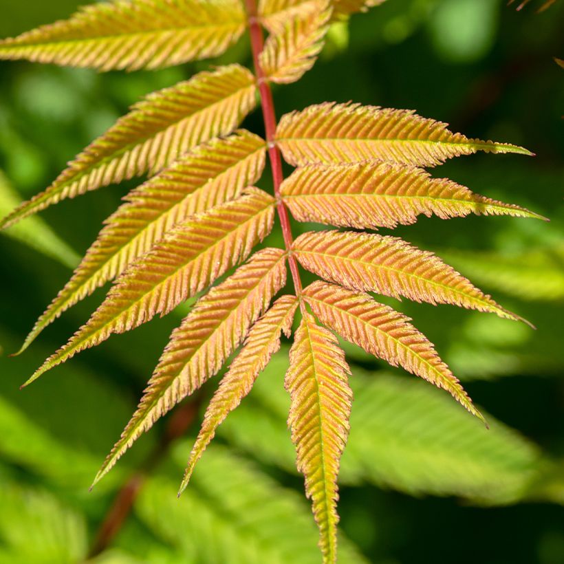 Sorbaria sorbifolia Matcha Ball (Feuillage)