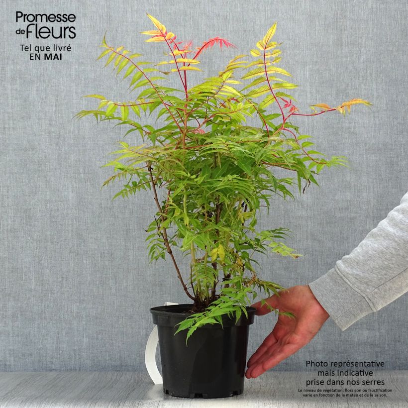 Spécimen de Sorbaria sorbifolia Pink Hopi - Fausse spirée à feuilles de sorbier Pot de 2L/3L tel que livré au printemps