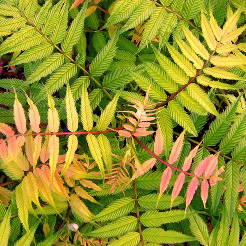 Sorbaria sorbifolia Sem- Fausse spirée à feuilles de sorbier (Feuillage)