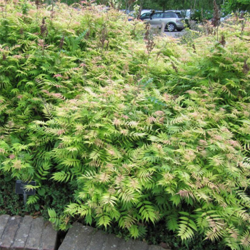 Sorbaria sorbifolia Sem- Fausse spirée à feuilles de sorbier (Port)