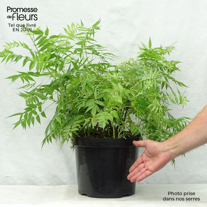Spécimen de Sorbaria sorbifolia Sem- Fausse spirée à feuilles de sorbier Pot de 7,5L/10L tel que livré en été