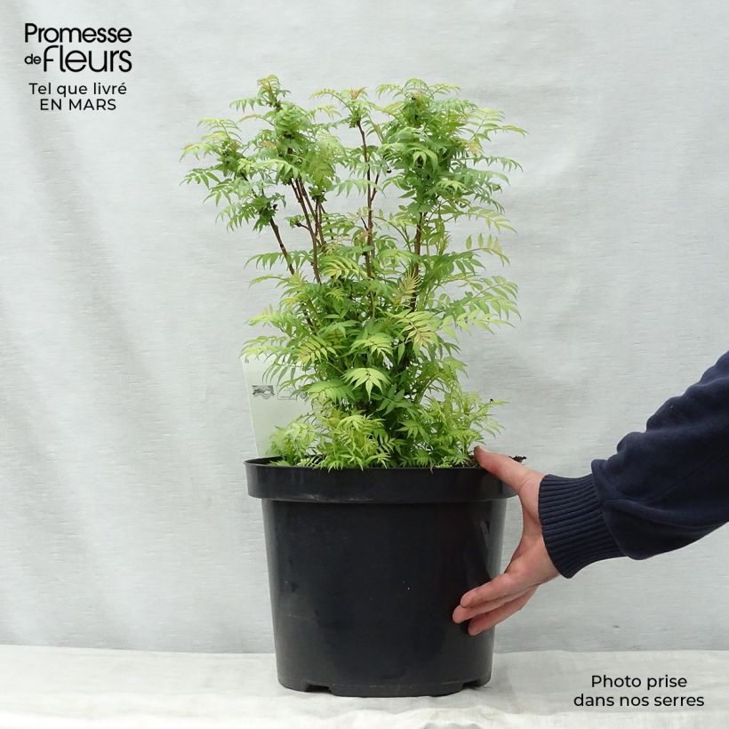 Spécimen de Sorbaria sorbifolia Sem- Fausse spirée à feuilles de sorbier Pot de 7,5L/10LHauteur livrée env. 40/50cm tel que livré au printemps