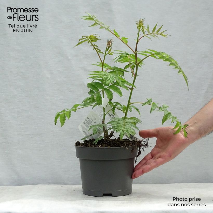 Spécimen de Sorbaria sorbifolia Sem- Fausse spirée à feuilles de sorbier Pot de 2L/3L tel que livré en été