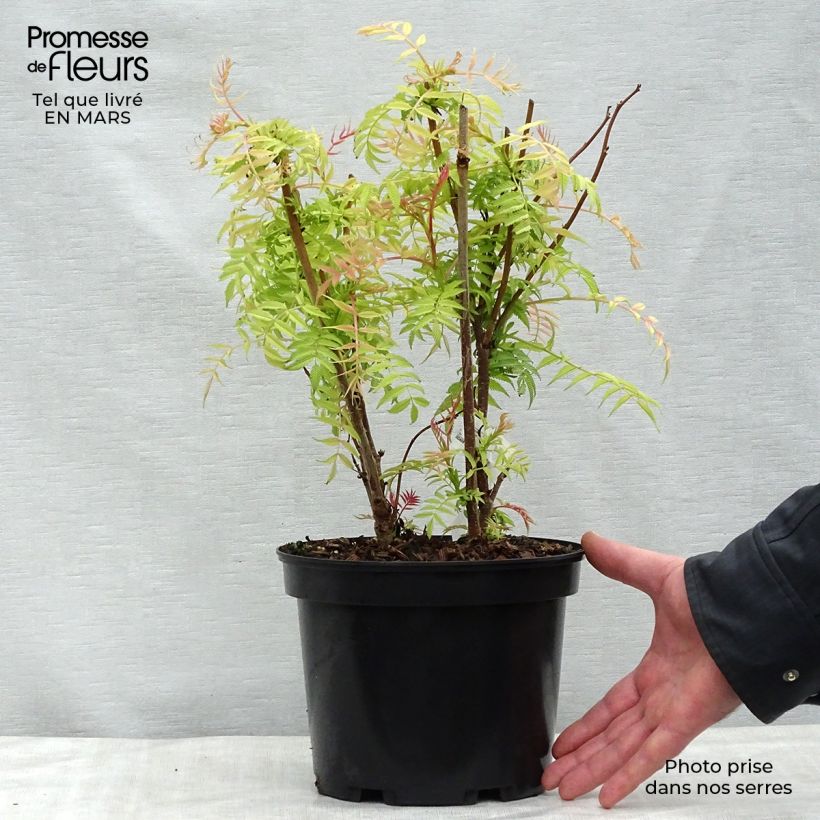 Spécimen de Sorbaria sorbifolia Sem- Fausse spirée à feuilles de sorbier Pot de 2L/3LHauteur livrée env. 30/40cm tel que livré au printemps
