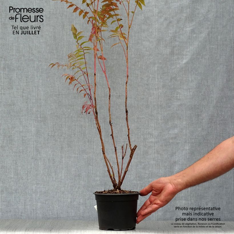 Spécimen de Sorbaria sorbifolia - Fausse spirée à feuilles de sorbier Pot de 2L/3L tel que livré en été