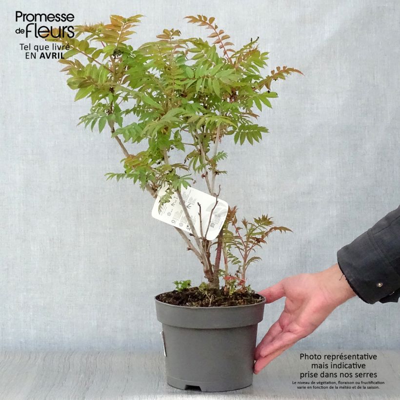 Spécimen de Sorbaria sorbifolia - Fausse spirée à feuilles de sorbier Pot de 2L/3LHauteur livrée env. 60/70cm tel que livré au printemps