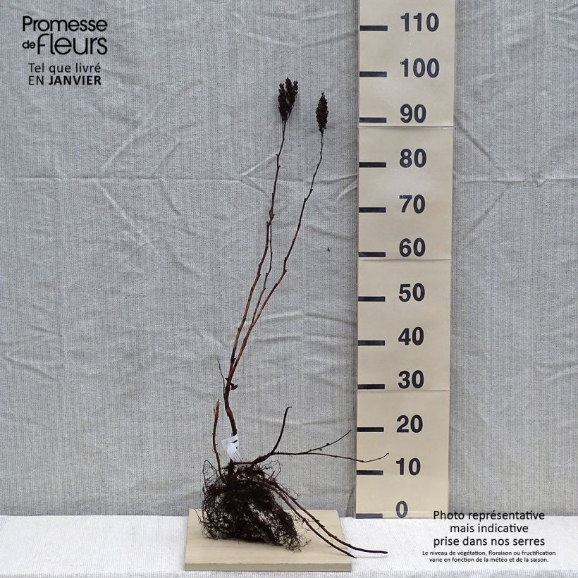 Spécimen de Sorbaria sorbifolia - Fausse spirée à feuilles de sorbier Petites Racines nuesHauteur livrée env. 60/90cm tel que livré en hiver