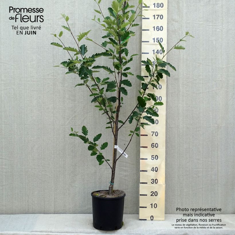 Spécimen de Sorbier, Alisier - Sorbus intermedia Brouwers Pot de 12L/15L tel que livré au printemps