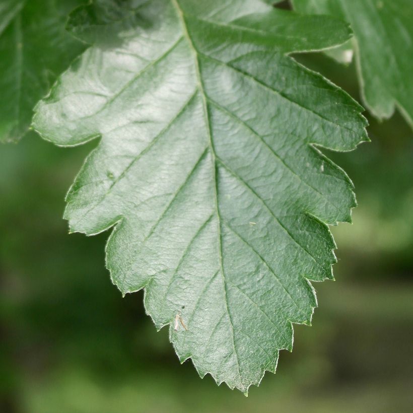 Sorbier, Alisier - Sorbus intermedia Brouwers (Feuillage)