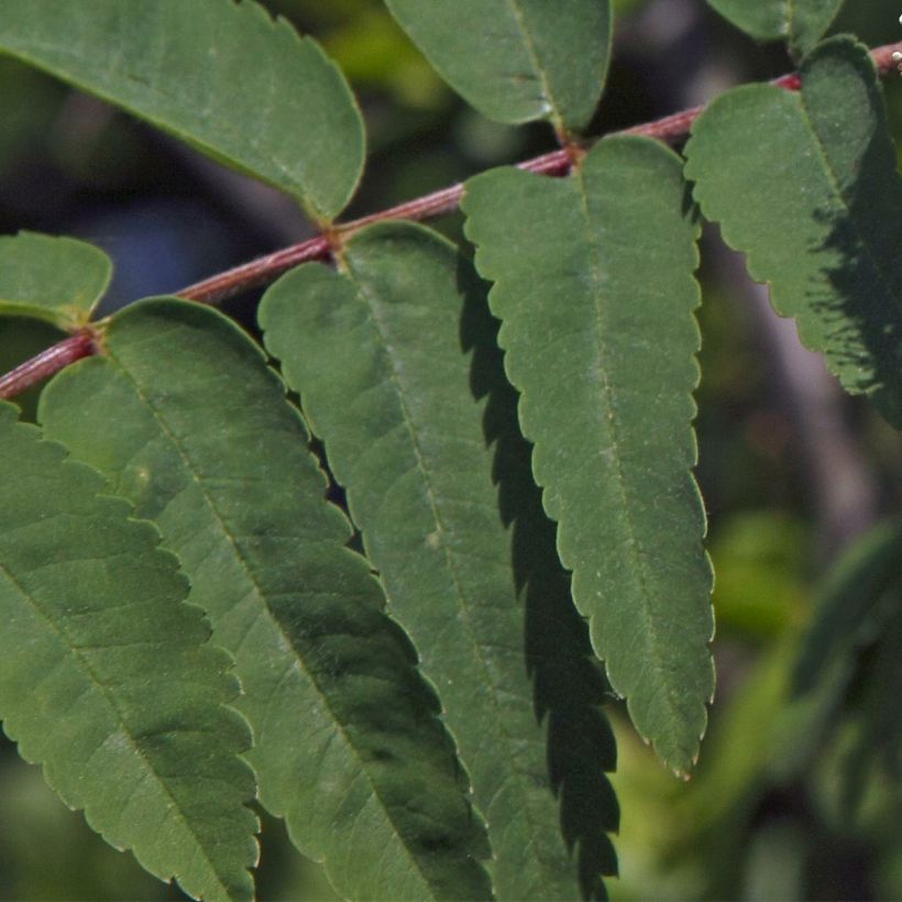 Sorbier des oiseleurs - Sorbus aucuparia Sheerwater Seedling (Feuillage)