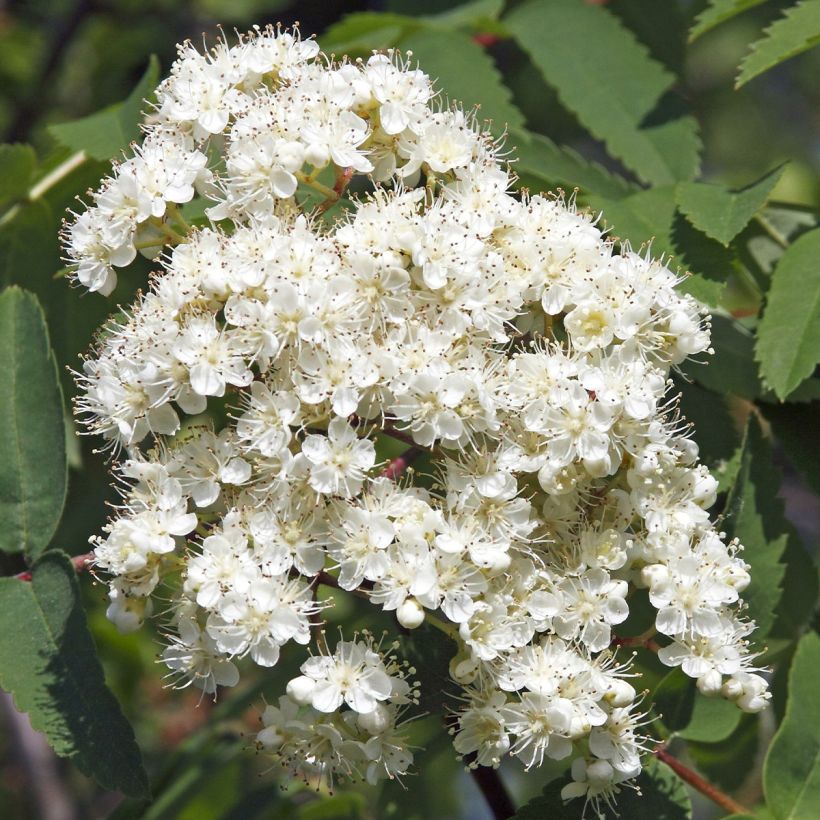 Sorbier des oiseleurs - Sorbus aucuparia Sheerwater Seedling (Floraison)